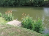 Le ponton fleuri avec les queues du diable en avril/mai