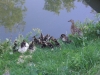 Petite famille de canards